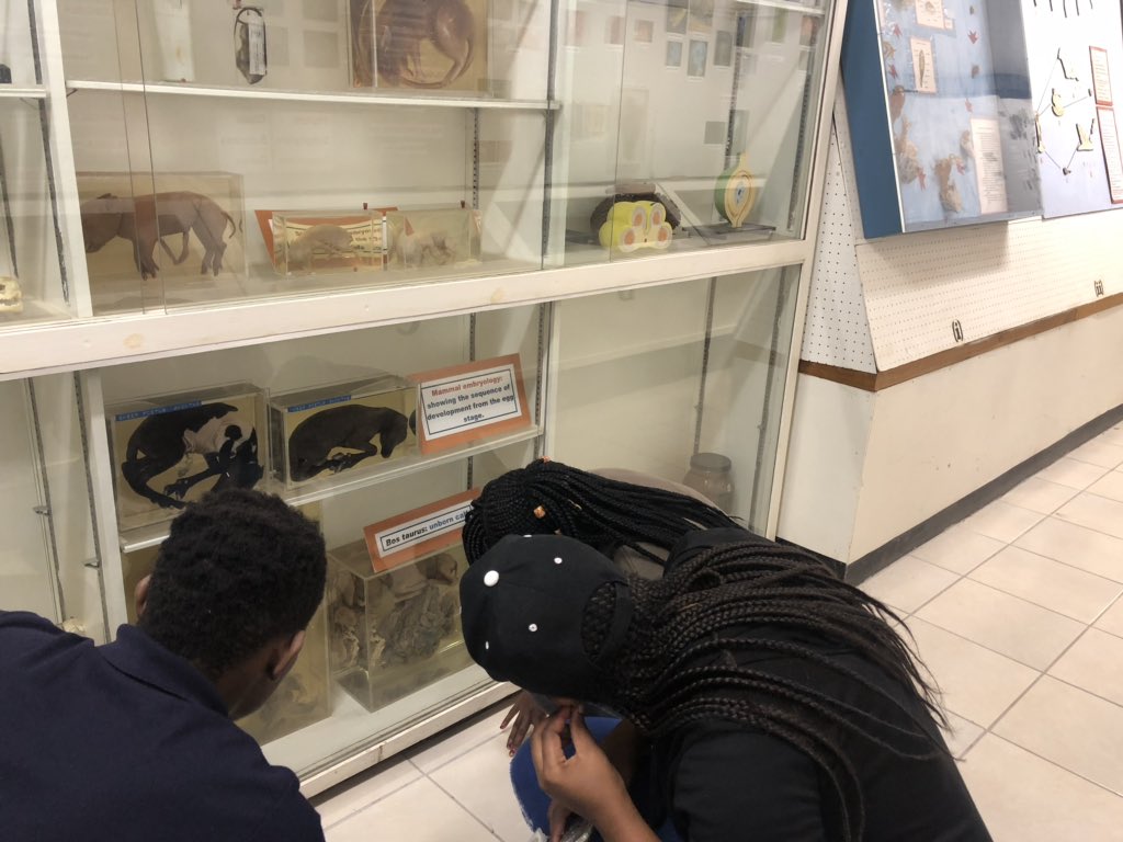 AliHalajian's tweet photo. #ULZoologyMuseum at Dep of #Biodiversity, one of oldest departments of @ULvarsity.
Thanks #AlpheusLekgothoane #volunteer at our lab #SARChILuusPowell to bring others.
&amp; #Museums are great #EducativeFun.
Limpopo @golimpopo visit #ZoologyMuseum.
#LimpopoMuseum
DM if u like 2 visit. https://t.co/hSOH6MtIHA