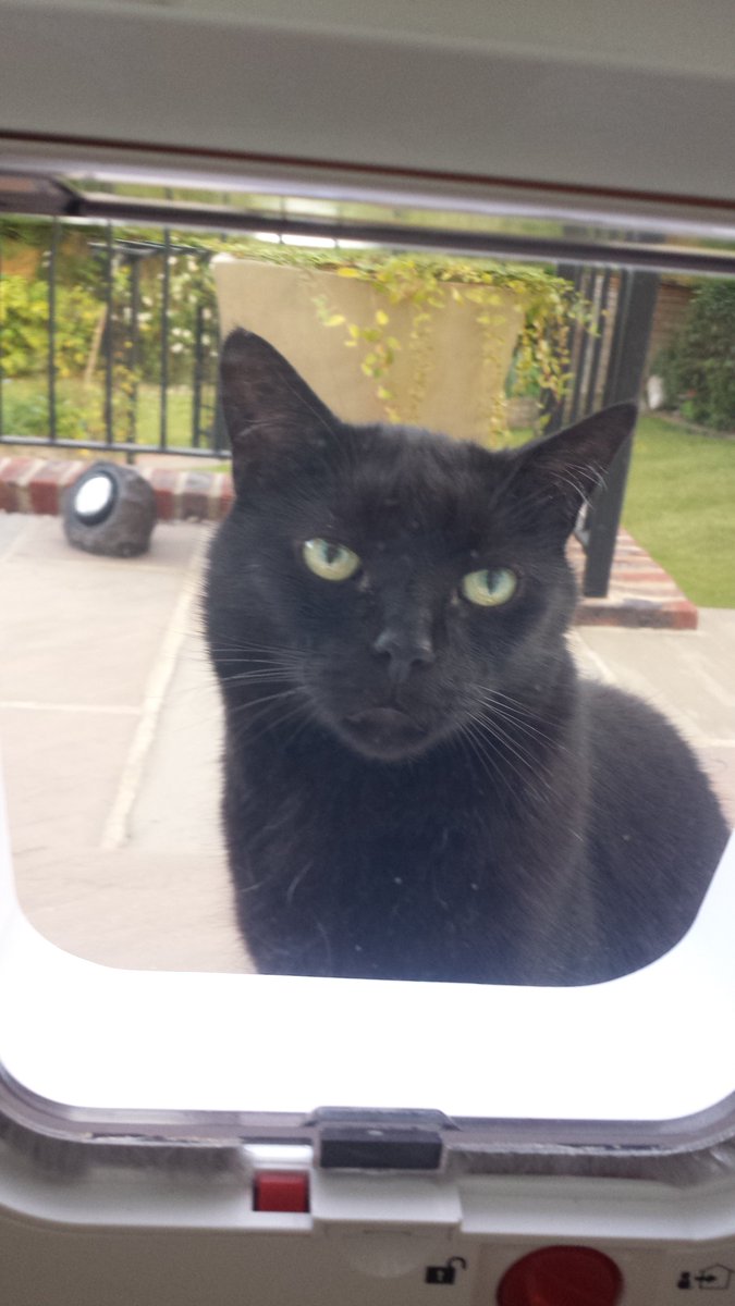 Pluto the Cat tweet media