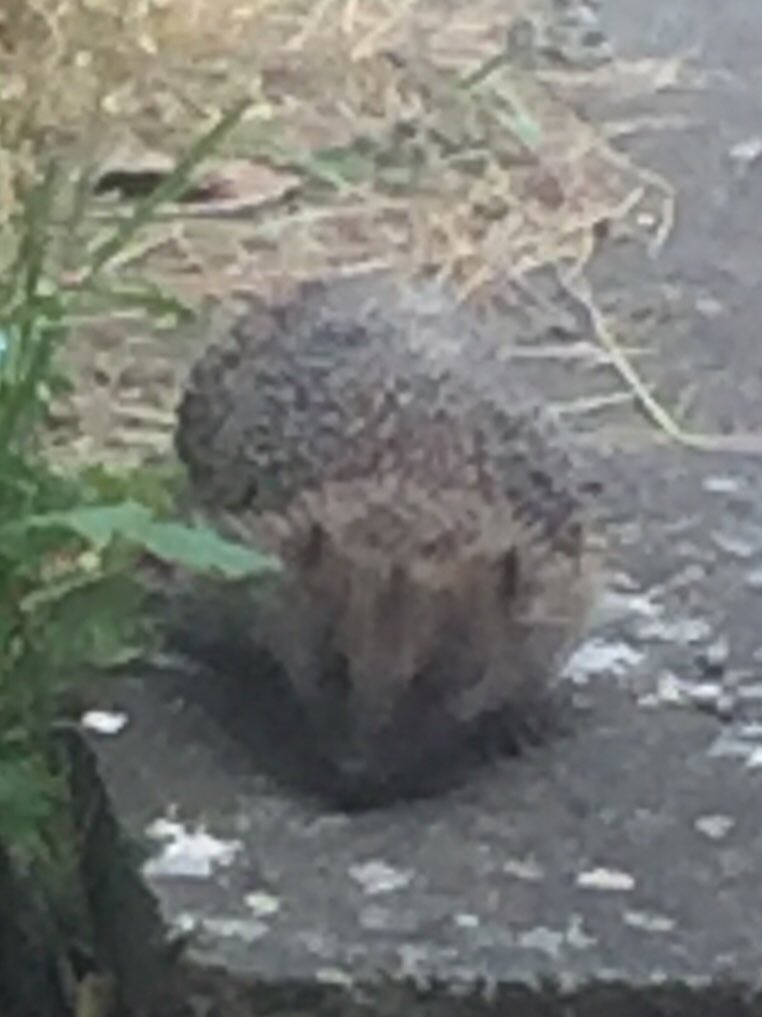 RussInnewbury's tweet photo. Really nice to see a hedgehog in the garden today #natureisamazing https://t.co/Ufrk0cKIE3