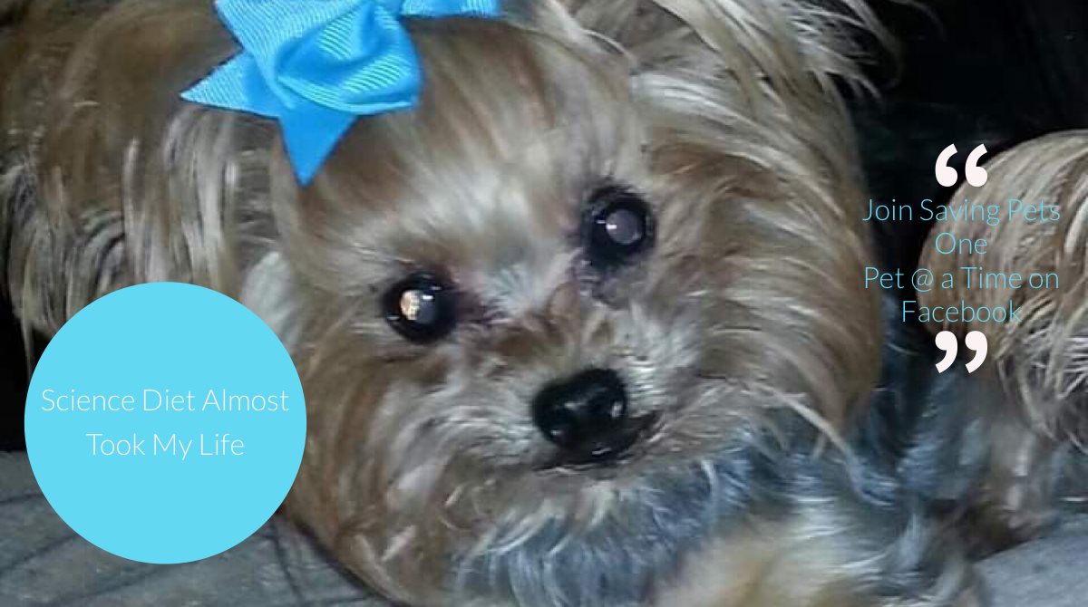 DuncanStrong5's tweet photo. This cutie barely survived Vitamin D Toxicity caused by Science Diet.
#DuncanStrong #petlovers #petlover #kittens #catsagram #DogLover #DogLife #puppies #puppylove #PuppySchool #dogs #CatsOnTwitter https://t.co/CWLD43fxb0