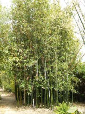 theMulch's tweet image. Best Clumping Bamboo for Screening - Southern California by Jason Kubrock
themulch.com/articles/plant… #gardening #plantrecommendations