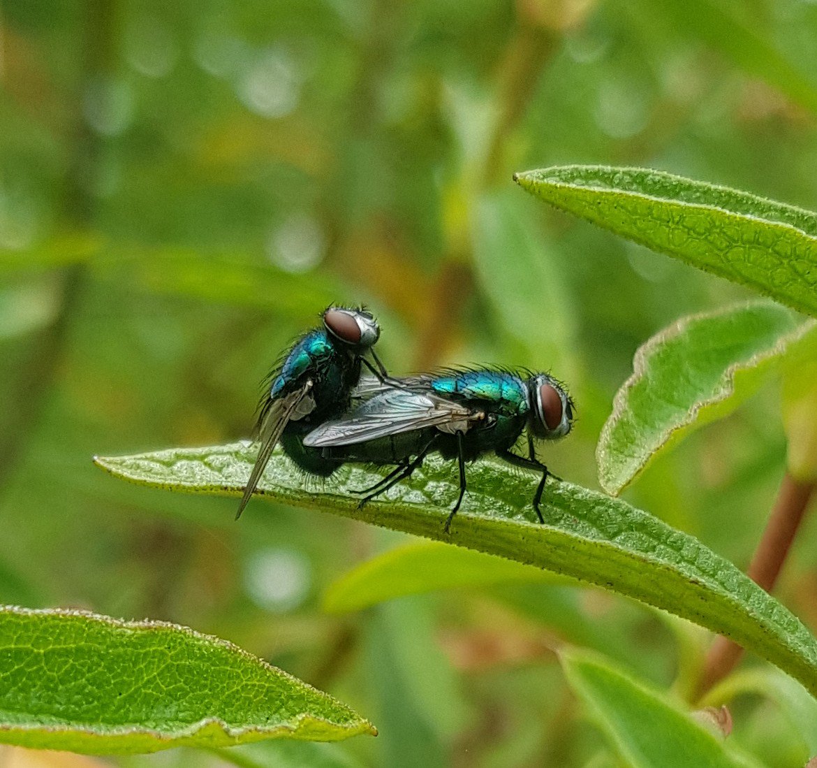 Ruairí Ó Dúlaing tweet media