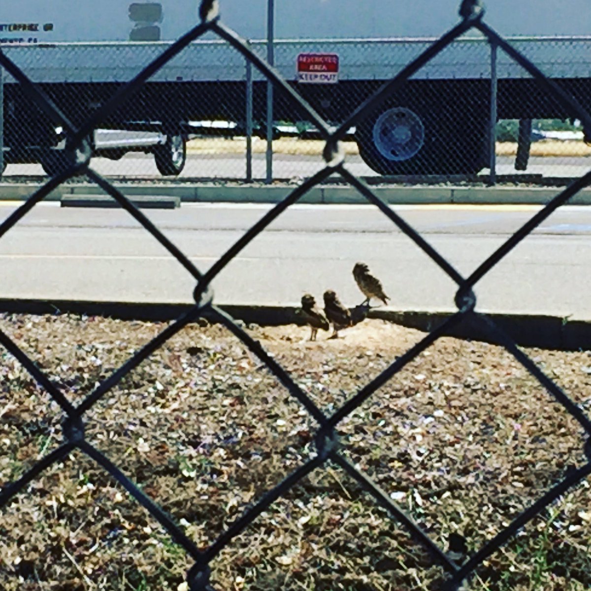 kitkeane's tweet photo. Did a double take the other day when I saw some #burrowingowls at #executiveairport https://t.co/NcVE5BrOl7