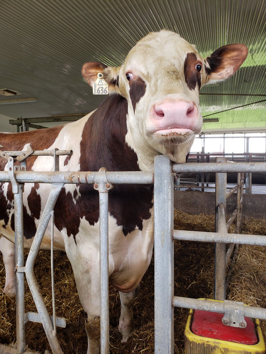 #WorldMilkDay #childrensfarmsafetyday @ExploreWR @DairyOntario #waterlooruralwomen