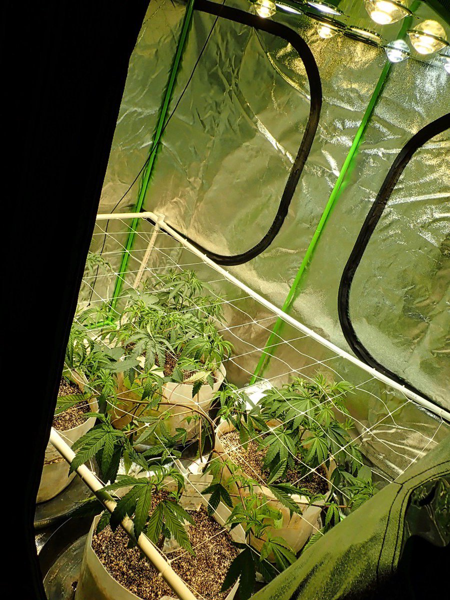 greenfusionled's tweet photo. 🧙‍♂️Happy #SaturdayMorning my friends
A lot has happened in the

#scrog #growtent 🌞🌿💚

#allinoneledgrowlight #ledgrown #sativas #pullnsnap #englishcannabis #lightdepo #grapestomper #rimmp #gramdab #kusharmy #stonersociety #stonedaf #hanybal #bonezmc #haze #hany #eno #breit #gras https://t.co/Nxt28nmgX4