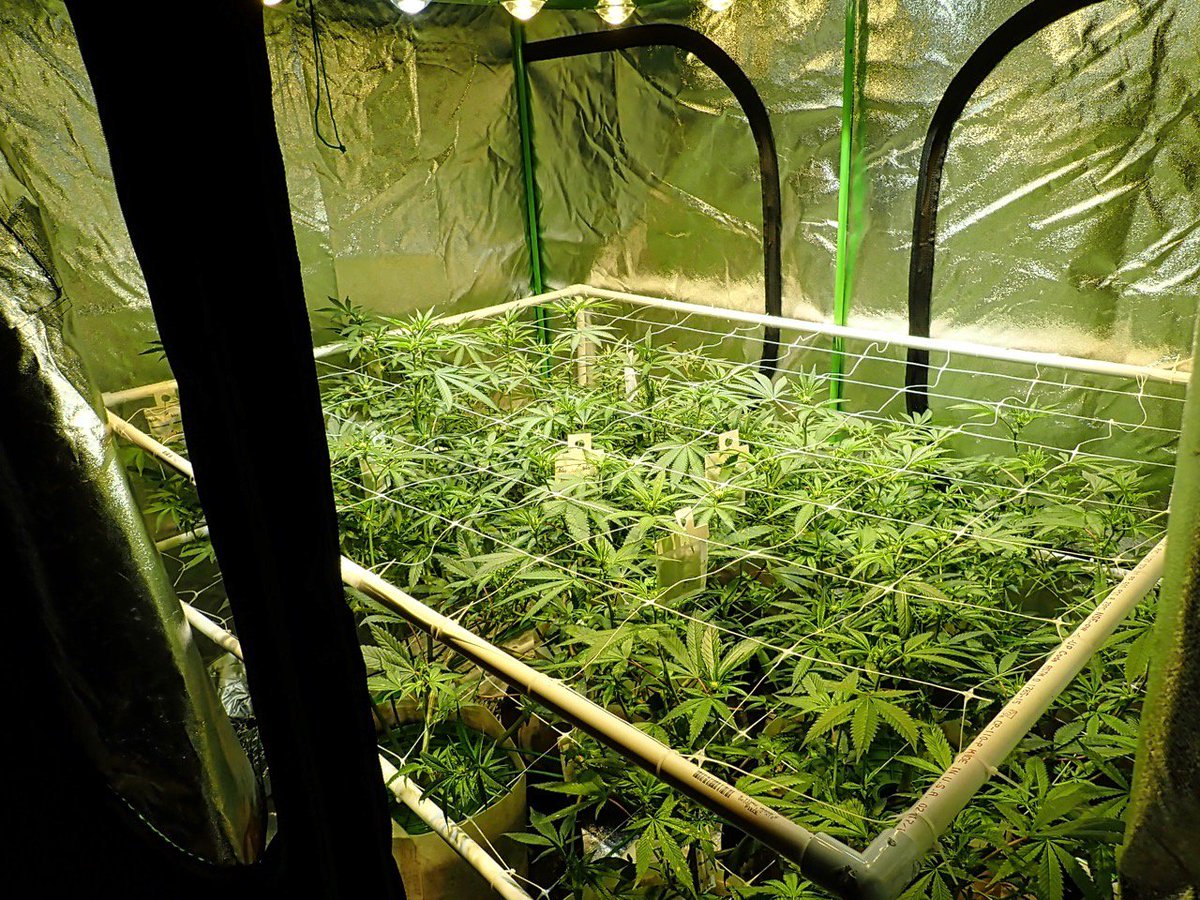 greenfusionled's tweet photo. 🧙‍♂️Happy #SaturdayMorning my friends
A lot has happened in the

#scrog #growtent 🌞🌿💚

#allinoneledgrowlight #ledgrown #sativas #pullnsnap #englishcannabis #lightdepo #grapestomper #rimmp #gramdab #kusharmy #stonersociety #stonedaf #hanybal #bonezmc #haze #hany #eno #breit #gras https://t.co/Nxt28nmgX4