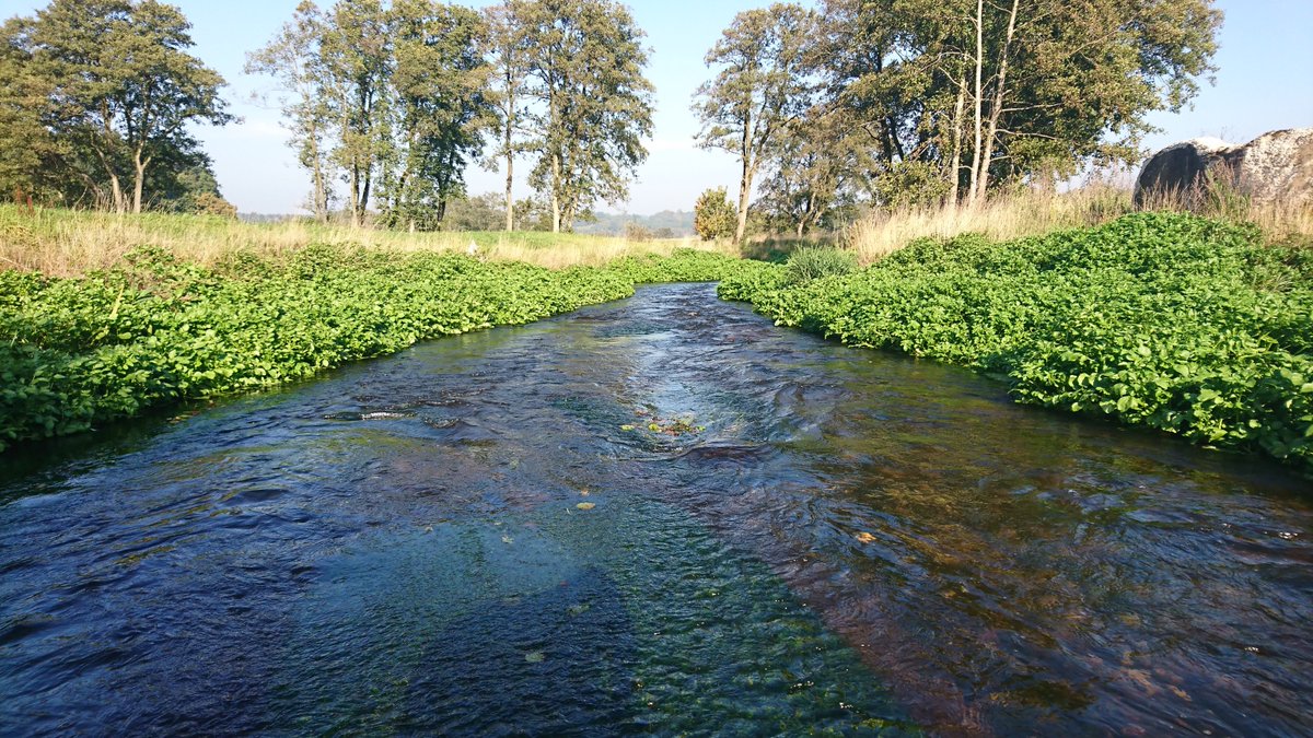 kbg_conserv's tweet photo. Similar story here at another one of our #AMBERstudies site. 0.3m high weir was removed, and check out how GOOOOODD this river looks! Habitat we so desperately need #restored. Local brown trout population booming (especially young of the year). #letitflow #AMBERresults https://t.co/AnIUkXu9Ms