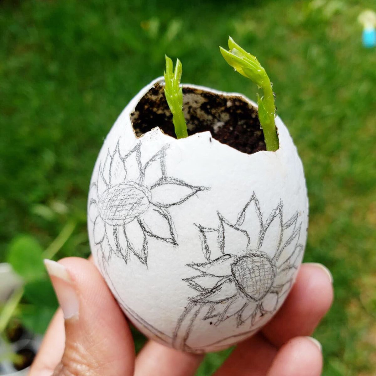 pavithrasgarden's tweet photo. Eggshell as seed starters🌱🌱🌱🌱
#Peas 
.
.
.
.
#eggshells #eggshellseedstarter #seedstarter #eatwhatyougrow #art #eggshellart #familyfun #kidsactivity #mygarden #gardening #homegrown #growourown #growwhatyoueat #peas 
#sprouting https://t.co/3QDOvkOPar
