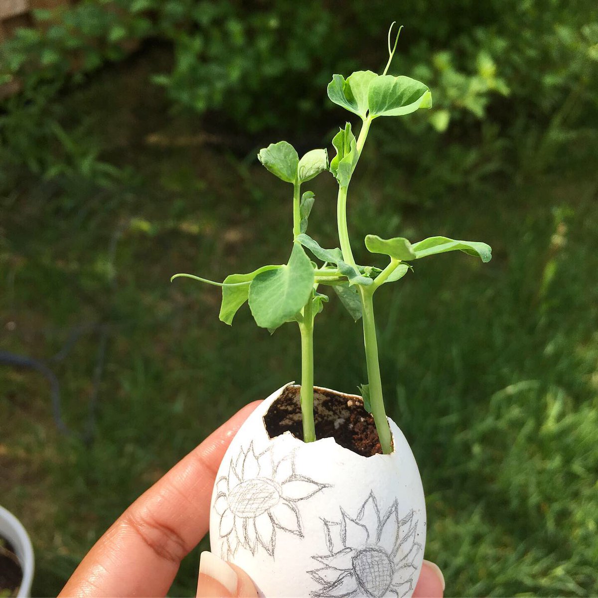 pavithrasgarden's tweet photo. Eggshell as seed starters🌱🌱🌱🌱
#Peas 
.
.
.
.
#eggshells #eggshellseedstarter #seedstarter #eatwhatyougrow #art #eggshellart #familyfun #kidsactivity #mygarden #gardening #homegrown #growourown #growwhatyoueat #peas 
#sprouting https://t.co/3QDOvkOPar