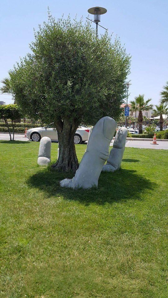 Zeytin ağacıma dokunma...