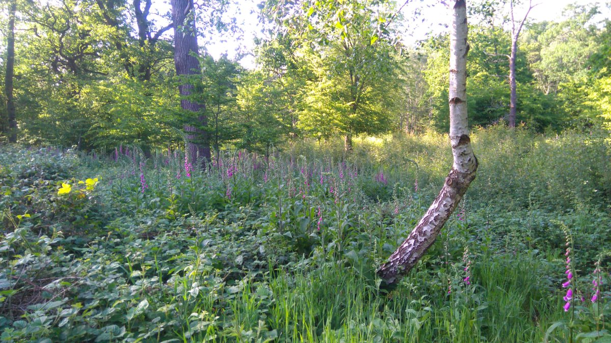 ParndonWood's tweet photo. What better way to spend such a beautiful day than walking under canopy of our woodland and chilling under the big oak by our cafe.

We also have - arts and crafts (like paint a birch disk), board games, bug hunting and bird spotting kits - oh and great coffee and cake! https://t.co/hyHofmCZse