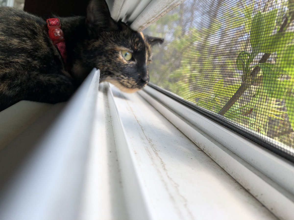 ekru_'s tweet photo. @little__tunny name: myshka 

names she responds to/ i call her:
-myshie 
-evil monkey
-puppy 
-bup
-buppy
-myshmellow 
-myshkinz
-munchie
-baby shark https://t.co/GrKehM57gy