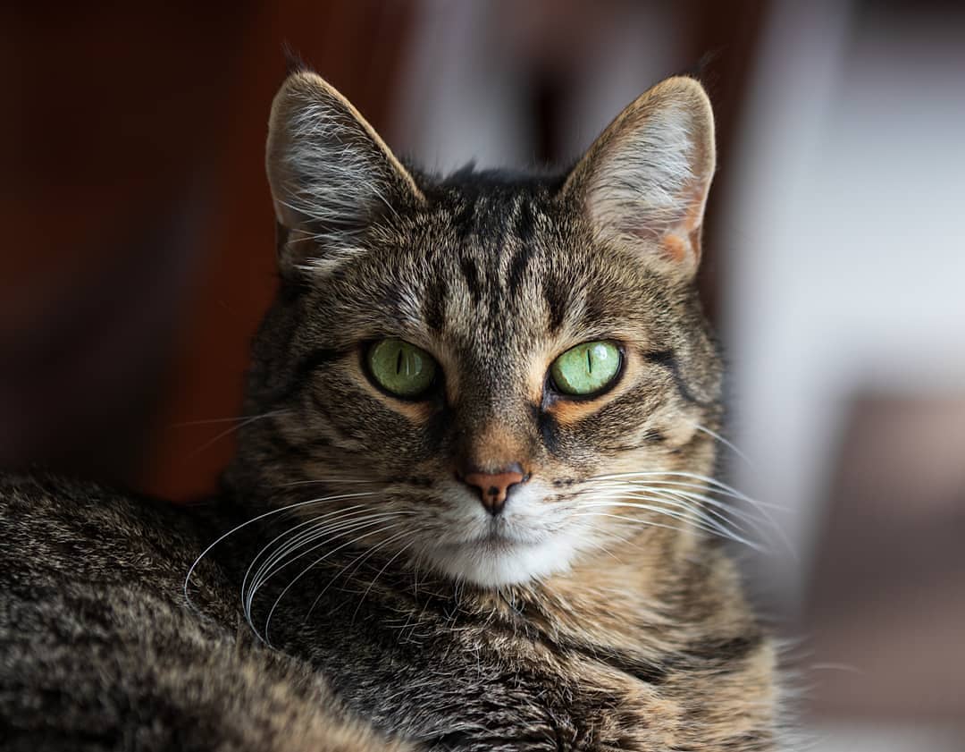 Avid birdwatcher, stalker of shadows, finicky eater, and professional napper. Known to race around the house just after dusk but only if the moment is right. Meet Ripley. #Caturday #Cats
instagram.com/p/ByLDQ9RgnSK/…