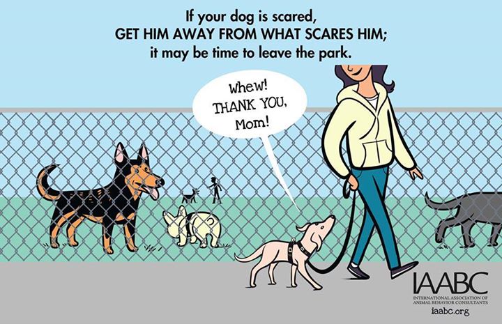 PrezPets's tweet photo. Do you take your pup to the dog park? #PrezPets #UnitedWeWag https://t.co/og2gcL7gV5