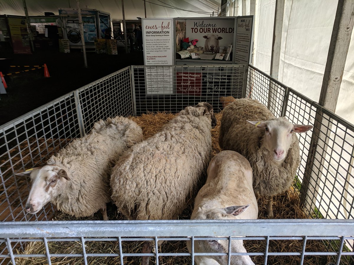 sheepfarmbecca's tweet photo. One shearing demonstration done, three to go #brooklinspringfair #sheep #shearing https://t.co/3nbnz62nnW