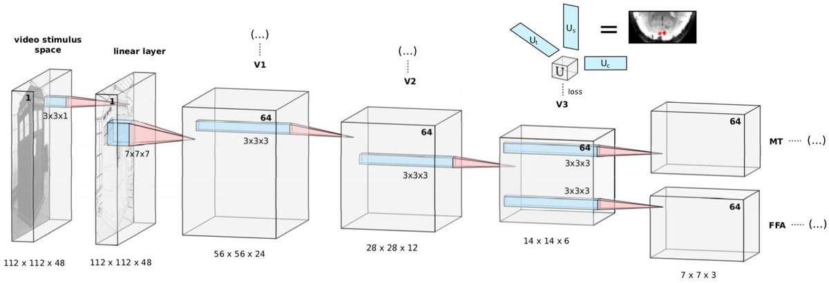 seelikat's tweet photo. We ( @artcogsys ) have a new preprint: https://t.co/RMVbIRqX5W

We propose a modeling framework that learns population receptive fields, layer-wise representations and the flow of neural information in a single end-to-end convolutional neural network model trained on brain data. https://t.co/Cn30v4DZHB