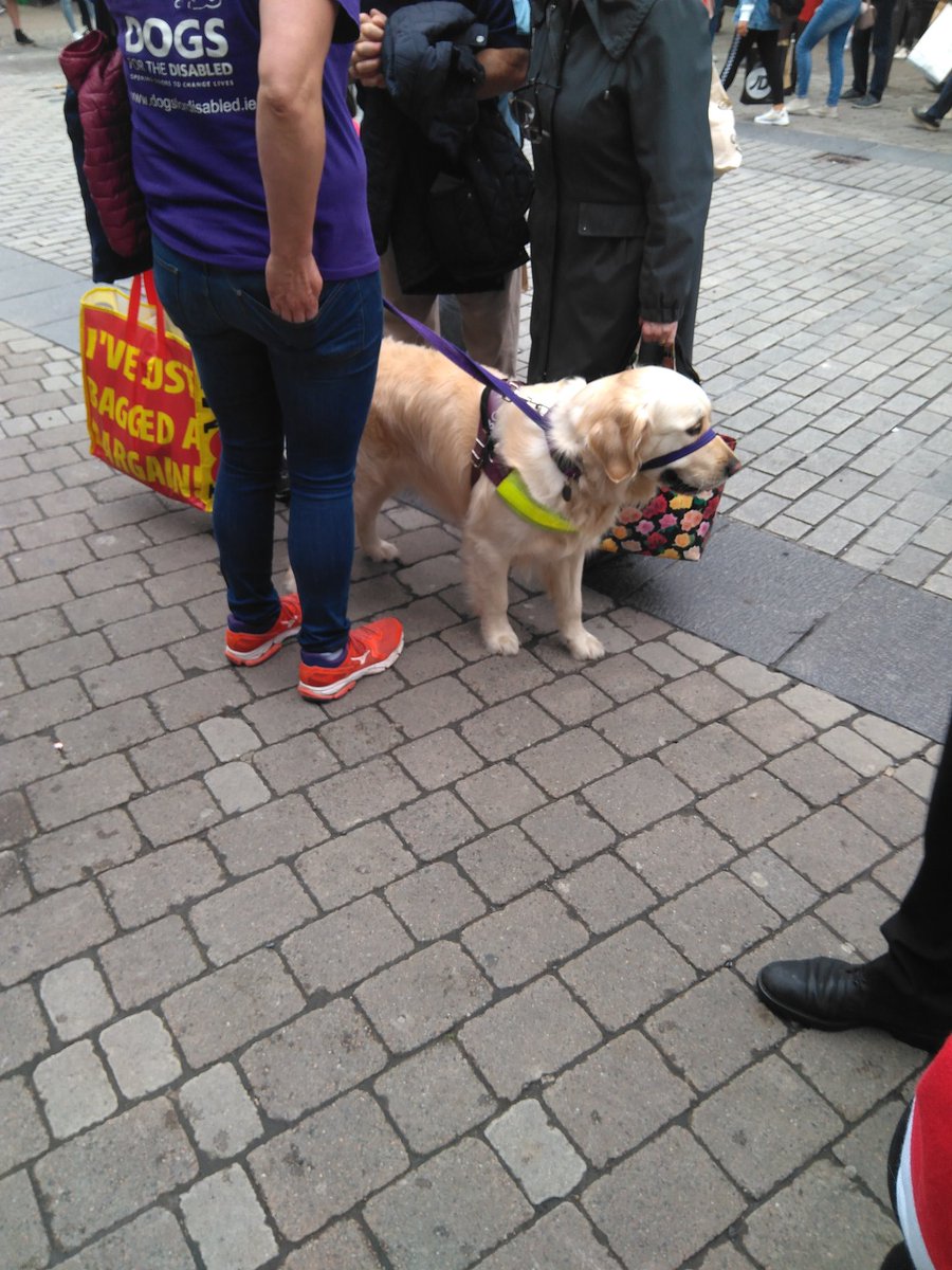 DogLogForToday's tweet image. Two cavalier king Charles spaniels and this very good boy