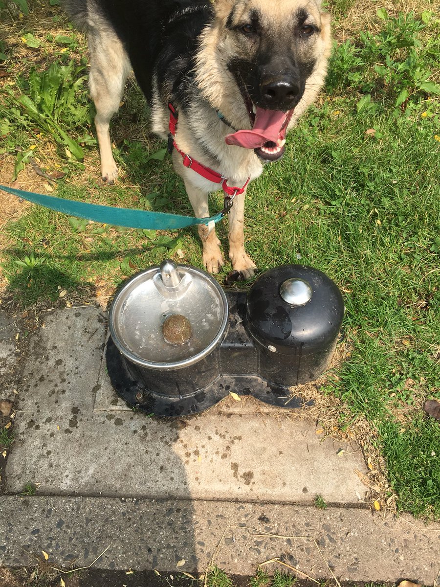 wastedoneternty's tweet photo. Park days. #loveyleia #parkdaze #thatgoodlife #fureverhome https://t.co/asUPyLLtxz