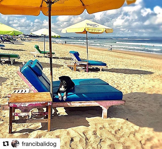 ILoveBaliDogs1's tweet photo. #Repost @francibalidog ・・・
#beachdog Olly ready to get her morning meal 🏖🐾❤️ @ilovebalidogs #savebalidogs #bali #beach #dog #rescuedog #balilife #onthebeach #beachlife #straylife #dogsaremyfavoritepeople #hello #instadog #rescuedogsofinstagram #a… https://t.co/Z2ygLo75fu https://t.co/K2CsSUZBWj
