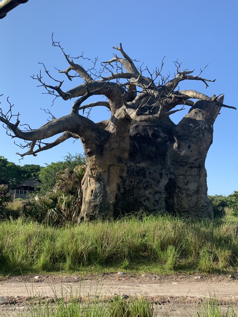 trmoser's tweet photo. What kind of sawmill do I need for these monster concrete trees?
#disneyworld #animalkingdom #sawmill #sawyer #faux #faketree #concrete #disney #massive #woodworking #AmIFunny #probablyNotFunny https://t.co/queuuU0Tan