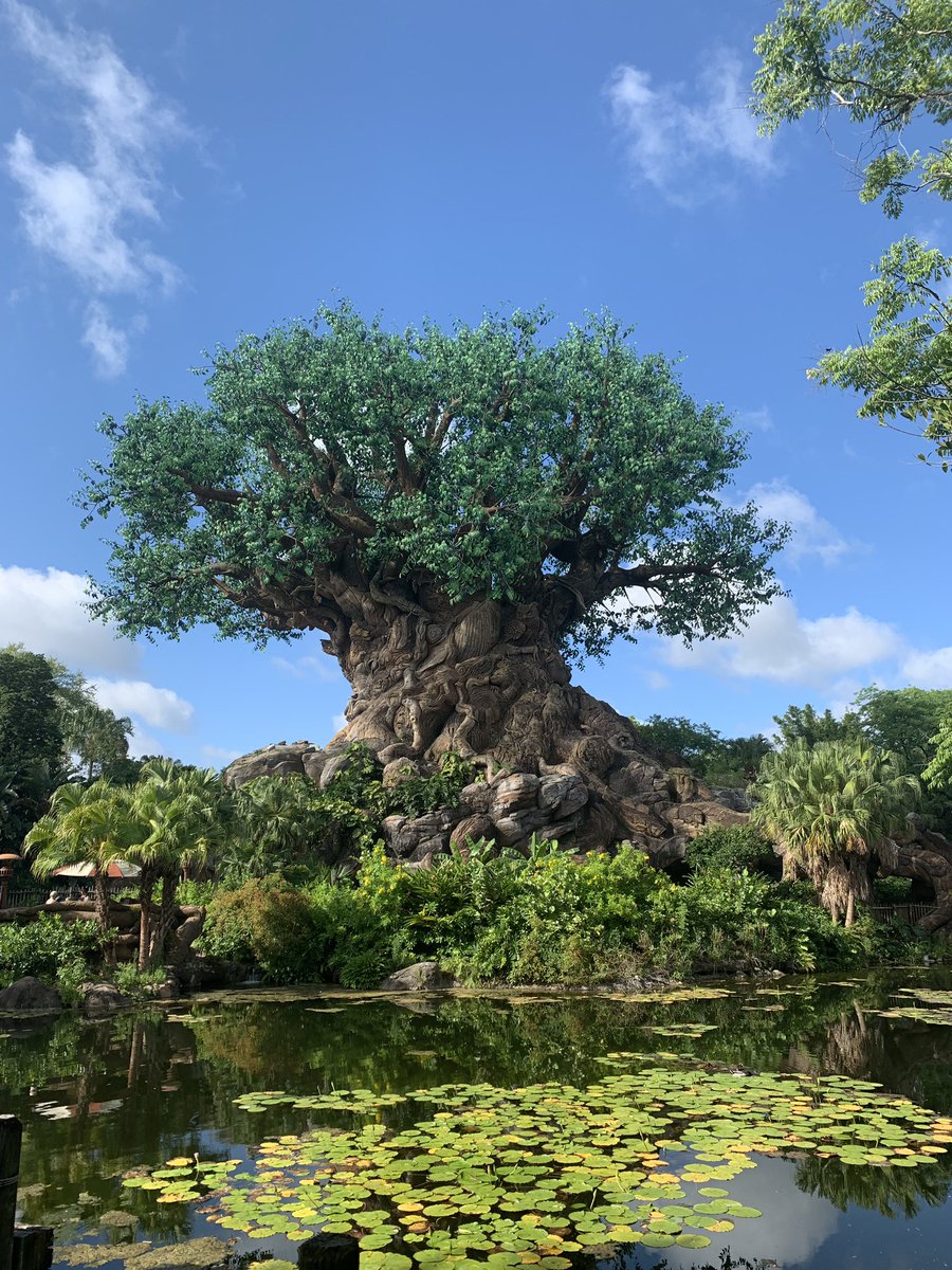 trmoser's tweet photo. What kind of sawmill do I need for these monster concrete trees?
#disneyworld #animalkingdom #sawmill #sawyer #faux #faketree #concrete #disney #massive #woodworking #AmIFunny #probablyNotFunny https://t.co/queuuU0Tan