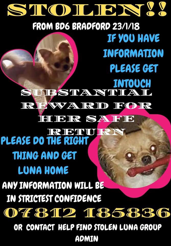 BlueFrenchie1's tweet photo. HAVE YOU SEEN LUNA PLEASE?๐
Female Chihuahua From West Yorkshire Missing since 23/1/18๐Facebook Page-Help Find Stolen Luna๐๐#HelpfindLuna @colliealert @gelert01 @MolliePug @RachaelB100 @suedaycam @jaynecellison @LizJ_T @Eloquencealways @thedogfinder @JoDeanoSmith @HunnyJax https://t.co/carBdApoIw