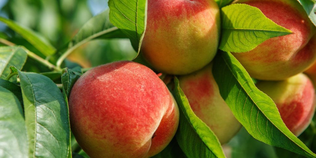 Our Passion Is Your Health: Try the "Lean &amp; Mean" with Peaches &amp; Strawberries...  Did you know that peaches may Reduce Allergy Symptoms? Strawberries improve immune function. #smoothie #health #yum