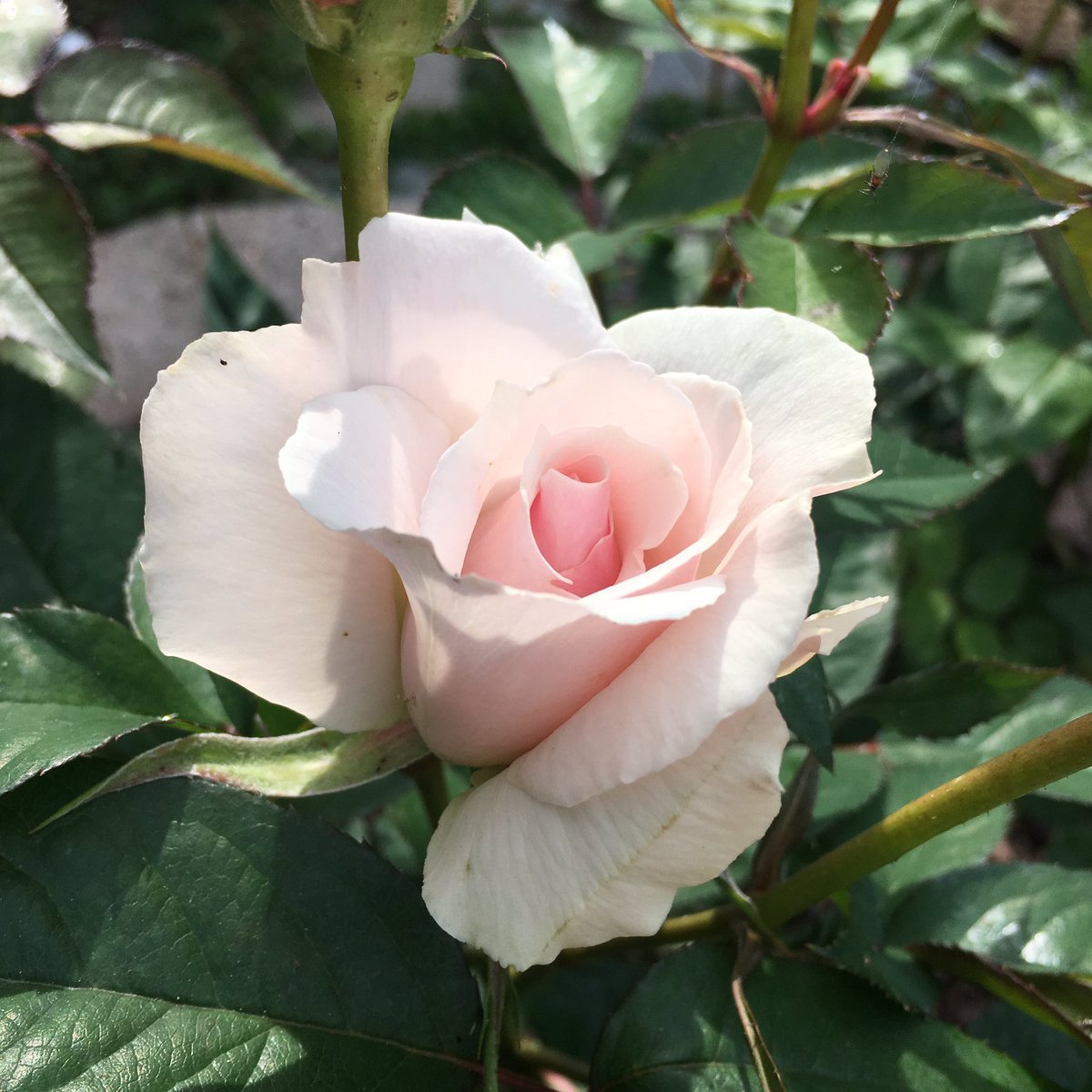 TacomaRoses's tweet photo. Jan &amp; Rick, from my garden. Probably not well known outside the Puget Sound region. It was hybridized by a TRS member and was introduced in 2000. A lovely grandiflora. #rose #roses #flower #flowers #tacoma #tacomagarden #tacomagardens #garden #washingtonstate #pnw #pnwgarden https://t.co/0inyyMYoGo