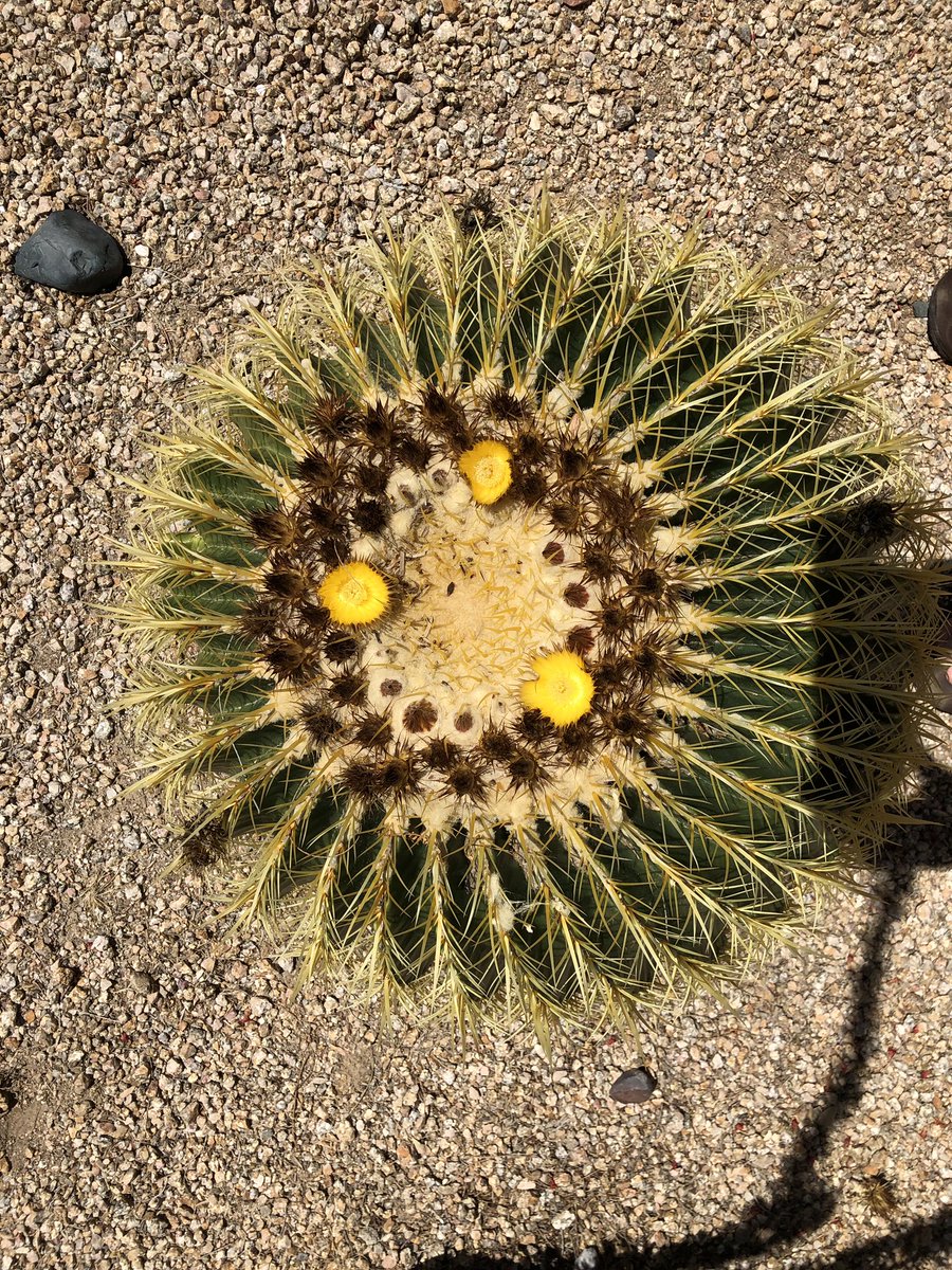 misterpw's tweet photo. Nothing a few days in the desert won’t cure https://t.co/NRh06AvphG