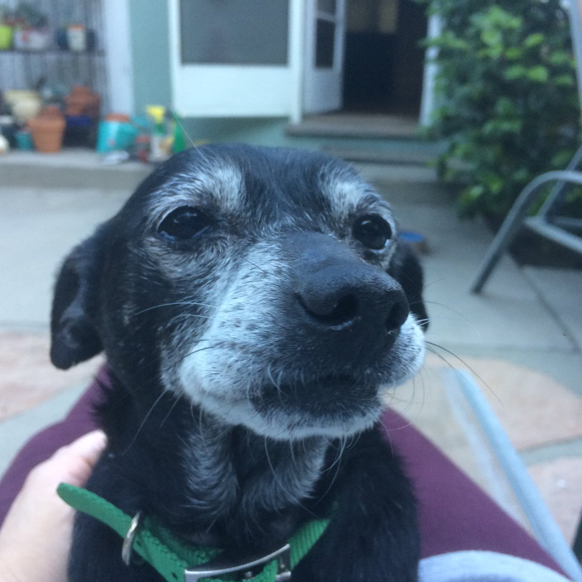New collar, new leash on life. #seniorpupsaturday