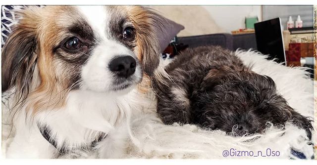 Gizmo_Lowrance's tweet image. Happy Saturday! 🎉🎊🎈 #brothersmayhem #cutestpuppyever #prapso #prapsopuppy #malshi #maltesemix #shihtzumix #puppylove #tinydogs #AdventureDogInTraining #assistanteditor #cutepuppies  #cutedogs #adorablepuppies #bookchewer #puppiesofinstagram #dogsofin… bit.ly/2WfWh7m