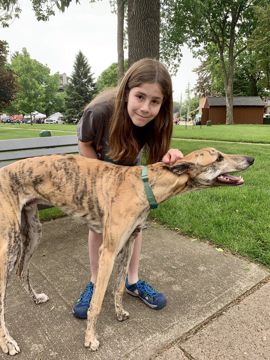IvePetThatDog's tweet photo. I pet Bagheera. He is a 1 year old Greyhound. Bagheera means tiger, and he looks like a tiger. He is called Bug. His caregiver says there are dogs that are smart and dogs that are sweet. Bug is sweet. He is afraid of hardwood floors. Sometimes he needs to be carried across them. https://t.co/5uGOwi6mBQ
