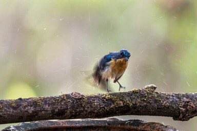 ketanvikamsey's tweet photo. | Safe Splash! |
| Tickell's Blue Flycatcher, Konkan, Maharashtra |
#TickellsBlueFlycatcher #SafeSplash #KVKliks #incredibleindia #picoftheday #photooftheday #traveltheworldpix #wonderful_places #ketanvikamsey #canonusa #natgeoyourshot #Christina_Shorter #Kristen_McNicholas https://t.co/Za4YxawOC8