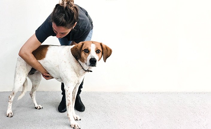 Почему собака кашляет как будто подавилась. Собака задыхается и хрипит. Кашель как у собаки. Собачий кашель. Собака задыхается и хрипит.