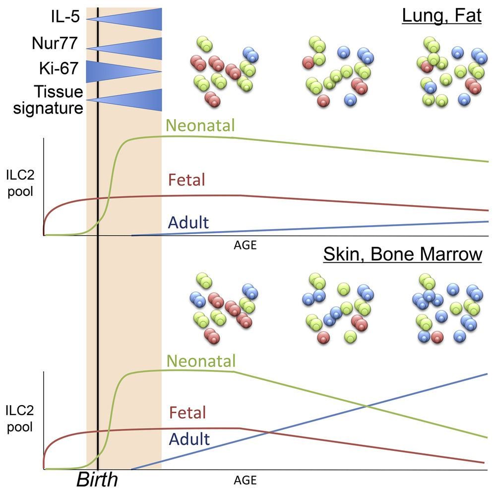 mmw_lmw's tweet photo. #Innate_Lymphoid_Cells | Tissue-Resident Group 2 #ILC2 Differentiate by Layered Ontogeny and Perinatal Priming In Situ | Rich Locksley @UCSF @immunitycp https://t.co/tYrcxkqusd | #May_ReCap https://t.co/lHr5nU6sof