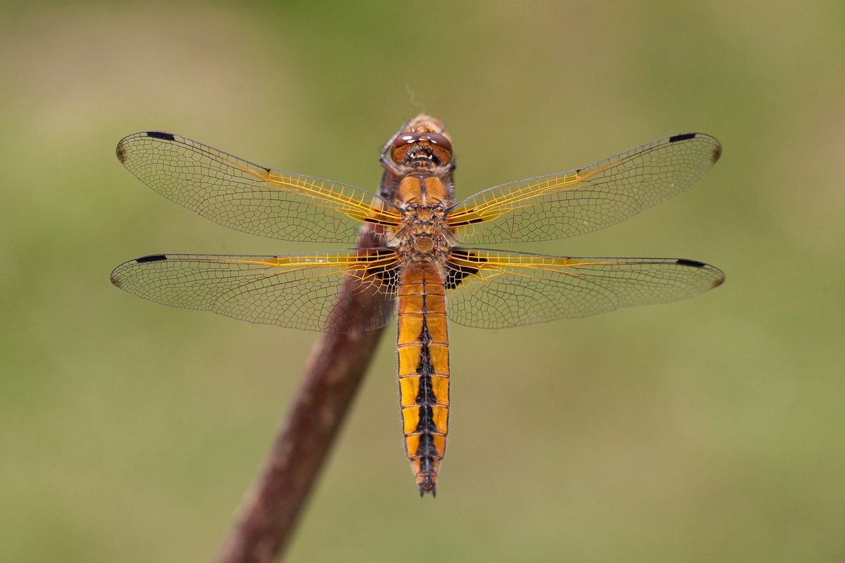 tom_tookey's tweet photo. This Scarce Chaser passed through our Somerset garden today. @BDSdragonflies @EdingtonInsects https://t.co/rt71XZzCDx
