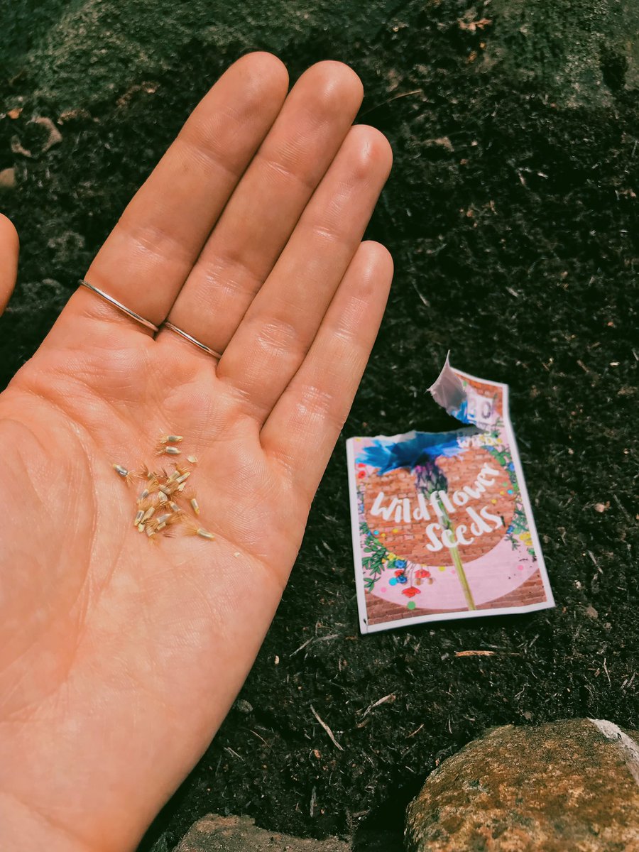#30DaysWild day 1! Planted the cornflower seeds in my pack 🌱 #plantforpollinators 🐝 #randomactofwildness @Nottswildlife @LeicsWildlife