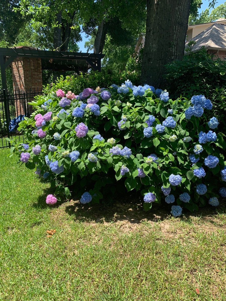 #hydrangeas#beautiful👍👍