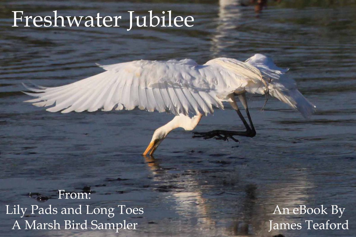 WetlandNotes's tweet photo. Freshwater Jubilees are life in the acrobatic fast lane for egrets.  See my ebook at  https://t.co/77rEfTijql  #wetlands #wildlife #nature #birding #birdwatching #herons #egrets #wildlifephotography https://t.co/SDAba3rGIU