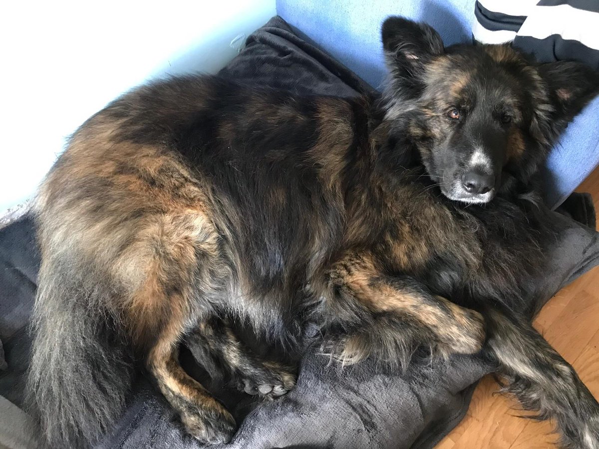 Trusky
De estar sus 3 años encadenado en una finca a un piso.
A menudo escuchamos comentarios: lleva toda su vida en la calle, atado, viviendo en una finca,... No se va a acostumbrar a vivir en un piso.
Trusky es la viva imagen de que si se quiere se puede.
😍🐺❤️