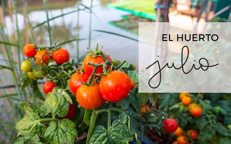 Compostverde's tweet image. 🌞😄Ya estamos iniciando el mes de junio, y te compartimos en nuestro blog, lo que podemos germinar y sembrar en este mes. 🥕🥬🍅🌽bit.ly/2JRU6Ay