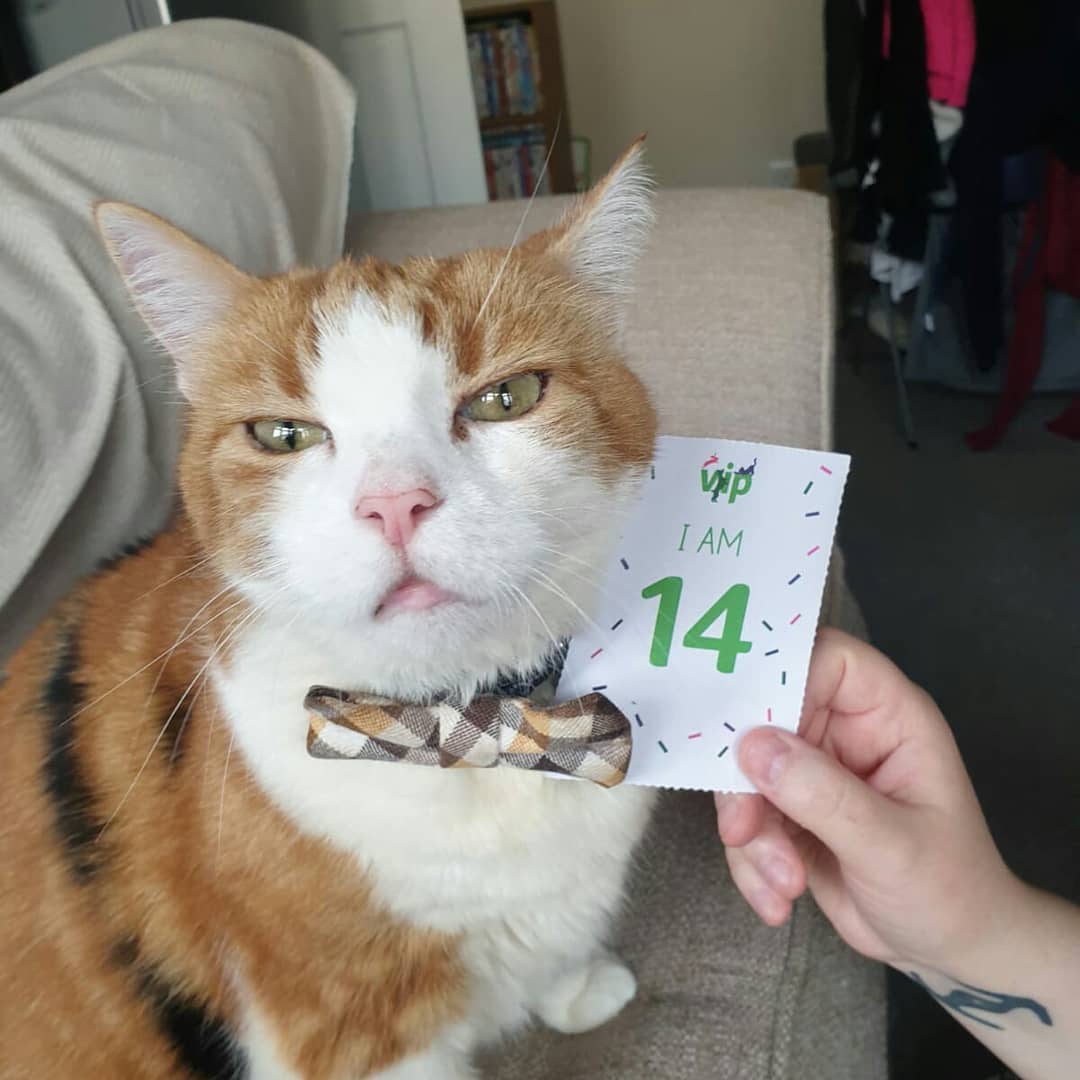 Bexwakefield's tweet photo. @PetsatHome
#VIPpetsbirthday https://t.co/Bne5PoCqZj
