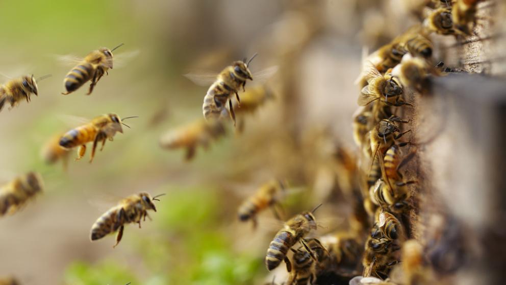 Cambio16's tweet photo. La #Abeja es declarada el ser vivo más importante del planeta. Pero este noble animalito ya ha entrado en riesgo de extinción, según el #InstitutoEarthwatch. https://t.co/X80cbCF1Oj