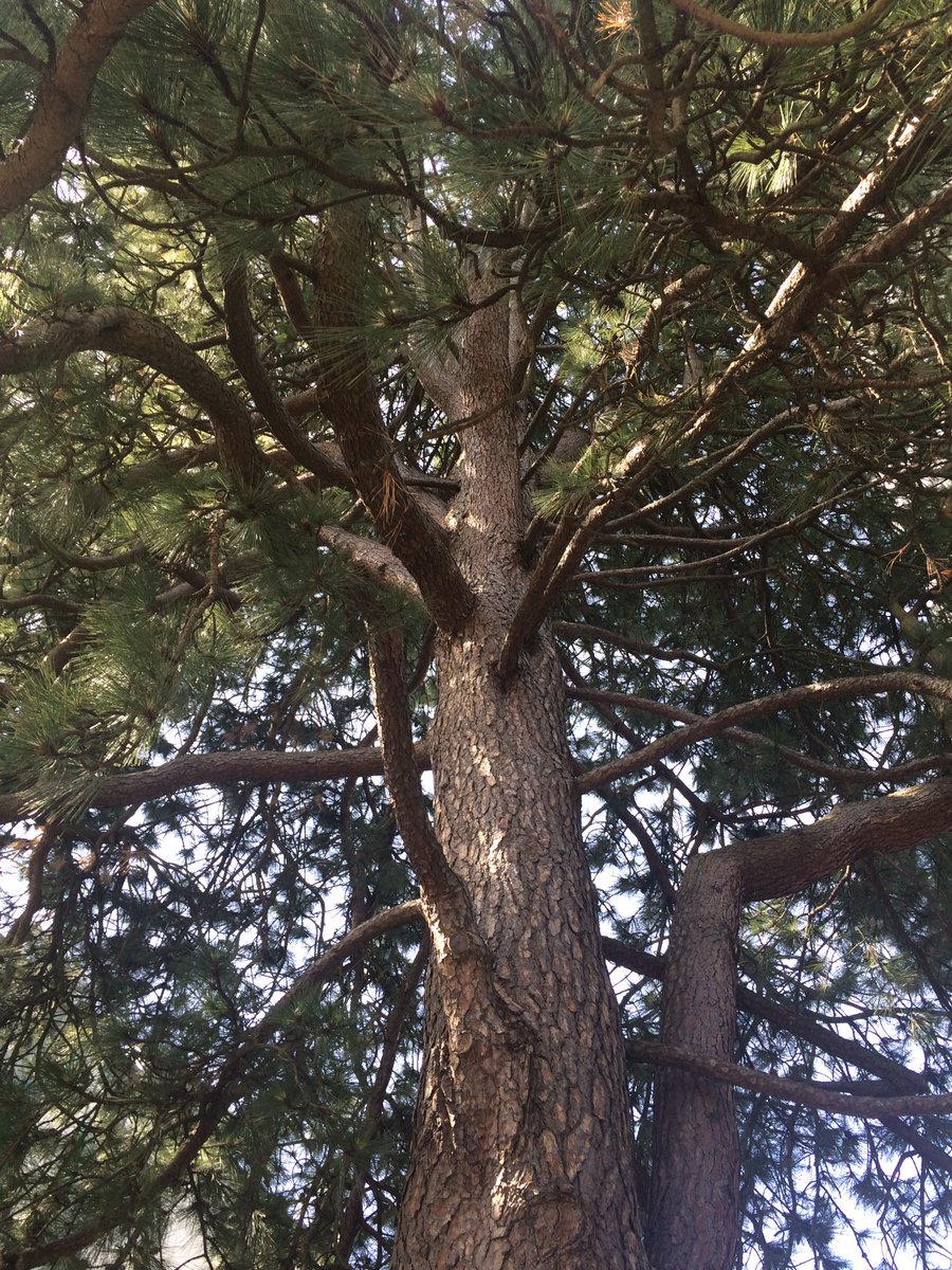snozberryfields's tweet image. “Teach us to remember we are guests on an ancient land with countless stories” Remembering poet and Professor Carl Leggo at the UBC Ponderosa Pine #CSSE2019 @CSSESCEE #LLED #UBC