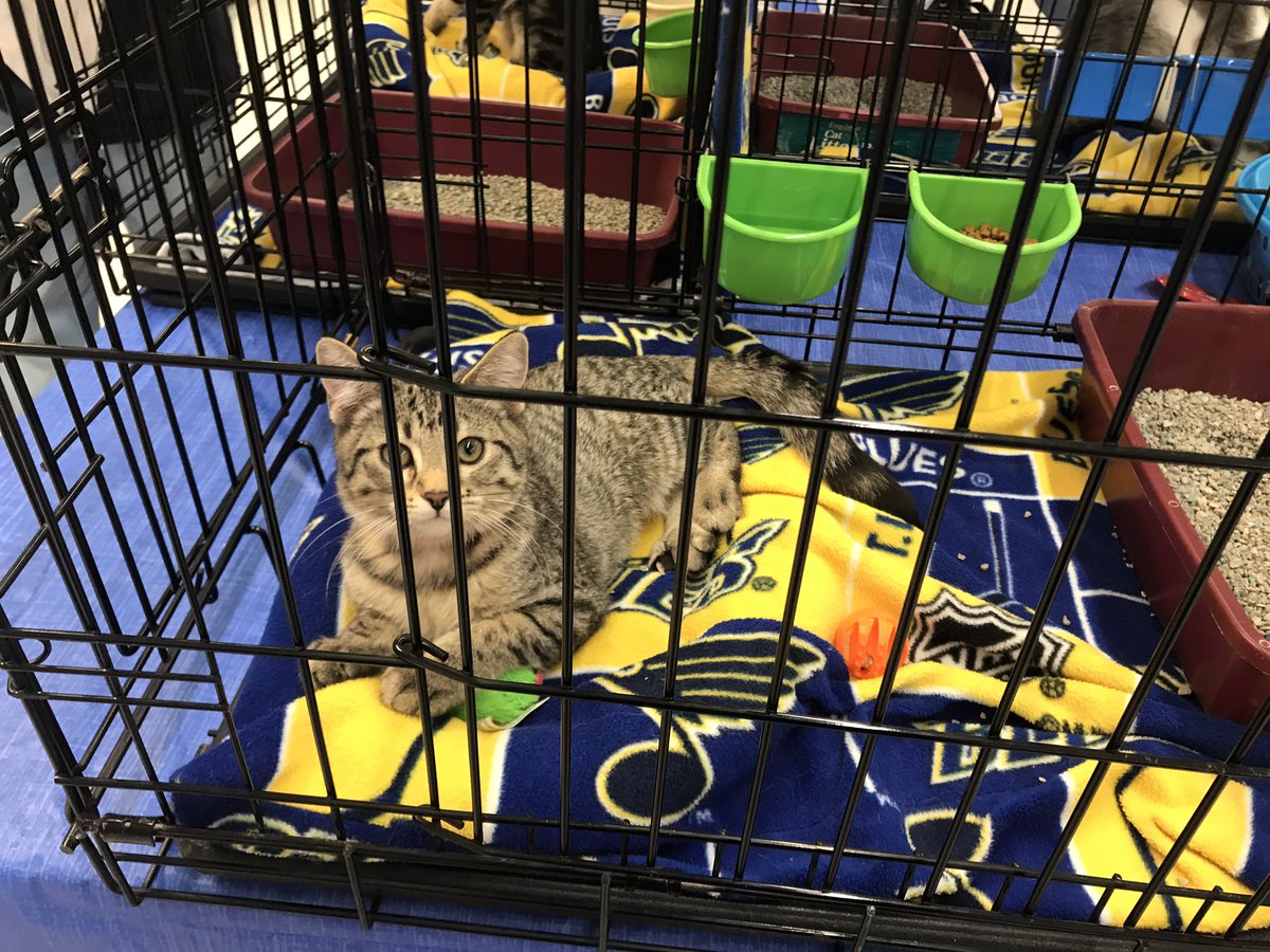 Petsmart 0255 tweet media