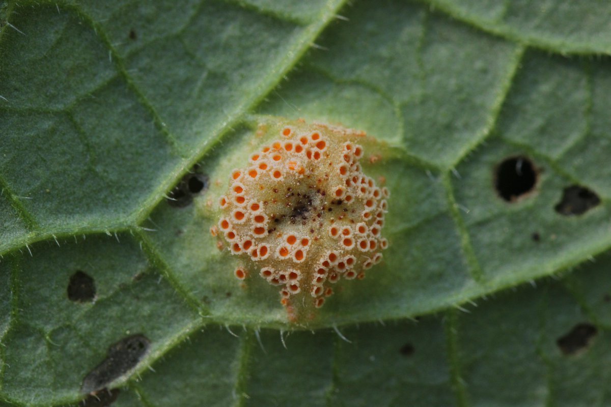 RPilze's tweet photo. Puccinia symphyti-bromorum ex Symphytum officinale
#Pucciniasymphytibromorum #Puccinia #Symphytum #Beinwell #commoncomfrey #Consoudeofficinale #Consolidamaggiore #rost #rostpilz #rust #rustfungus #mushroom #mushrooms #fungus #fungi #pilz #pilze #champignons #champignon #nature https://t.co/0bcezFe85B