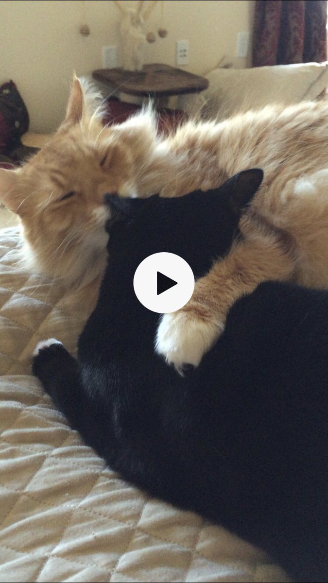 Happy Caturday and spend it with your loved ones