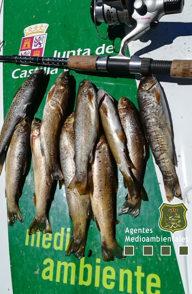 #AAMM <a href="/jcyl/">Junta de Castilla y León</a> han denunciado a un vecino de #Guardo 🎣🎣 #Palencia por pescar 10 #truchas en un coto sin muerte. 
Malas prácticas si queremos conservar la ya de por sí, mermada capacidad de regeneración de nuestros ríos. 
#AsíNO 
👉📞1️⃣1️⃣2️⃣
#PoliciaMedioambiental