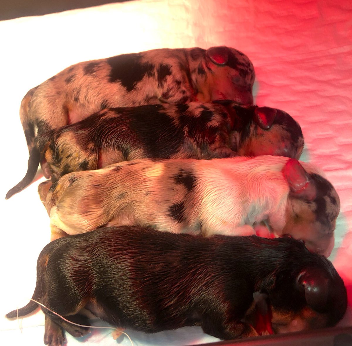 Newborn dachshunds everyone 🥰🥰🥰🥰 made my mudder’s day!!! ♥️ #doxiesoftwitter #welcometotheworld #newbies