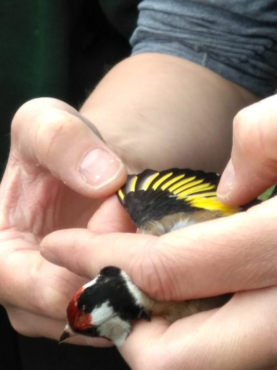 sheborg's tweet photo. Bird ringing @MalhamTarnFSC, @jennycdunn demonstrates how to age a goldfinch. @EvolEcoLincoln #ecologyfieldcourse https://t.co/Qn2JvaeFBN